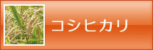 コシヒカリ
